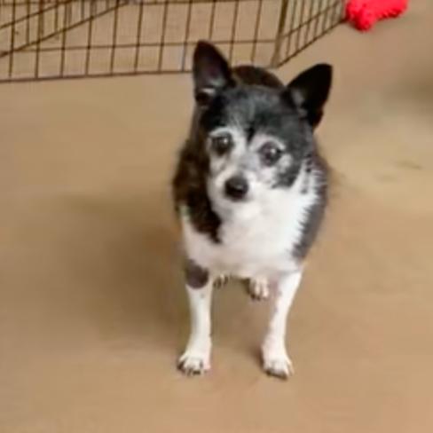 Enlarge Adele, a Adoptable Chihuahua in Pacific Grove, CA image 2/6