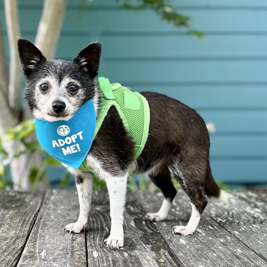 Enlarge Adele, a Adoptable Chihuahua in Pacific Grove, CA image 4/6