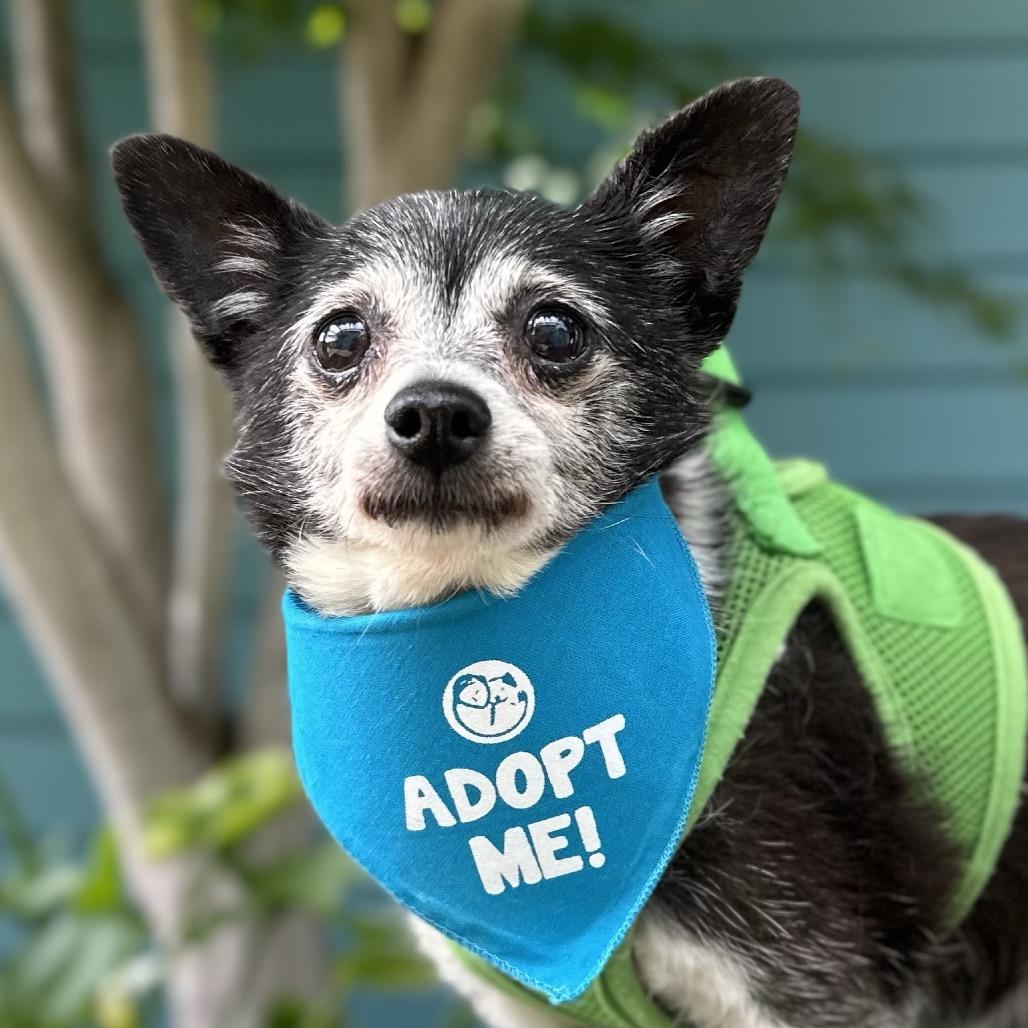 Enlarge Adele, a Adoptable Chihuahua in Pacific Grove, CA image 5/6