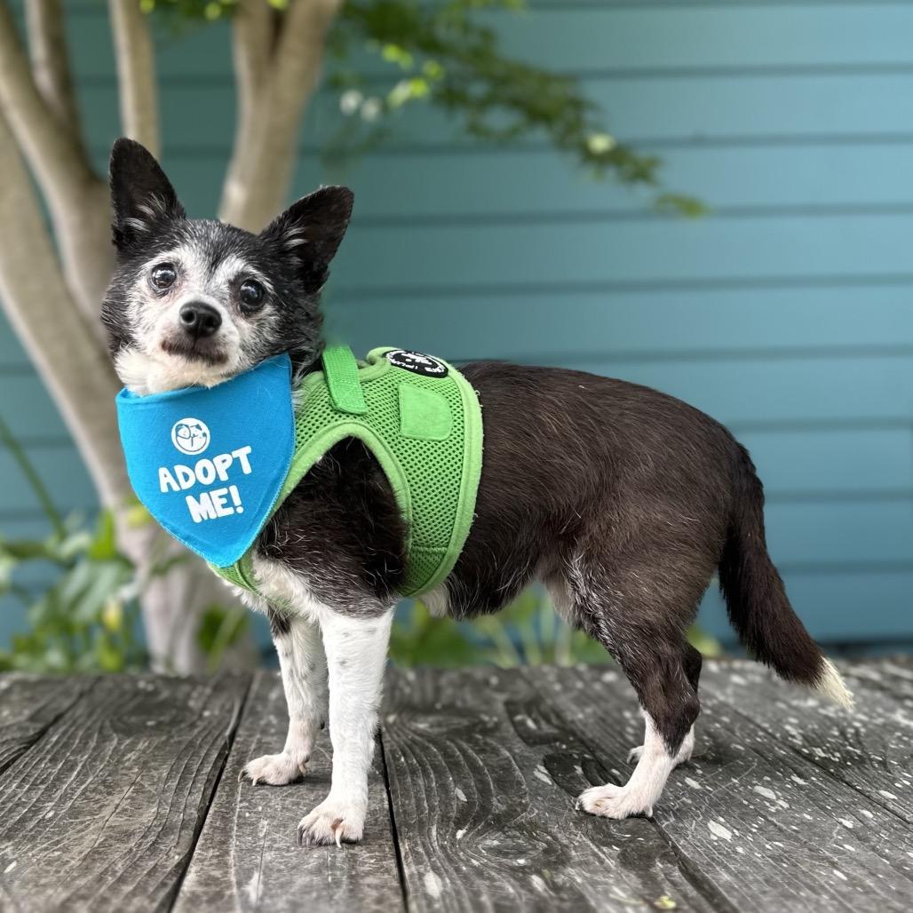 Enlarge Adele, a Adoptable Chihuahua in Pacific Grove, CA image 6/6
