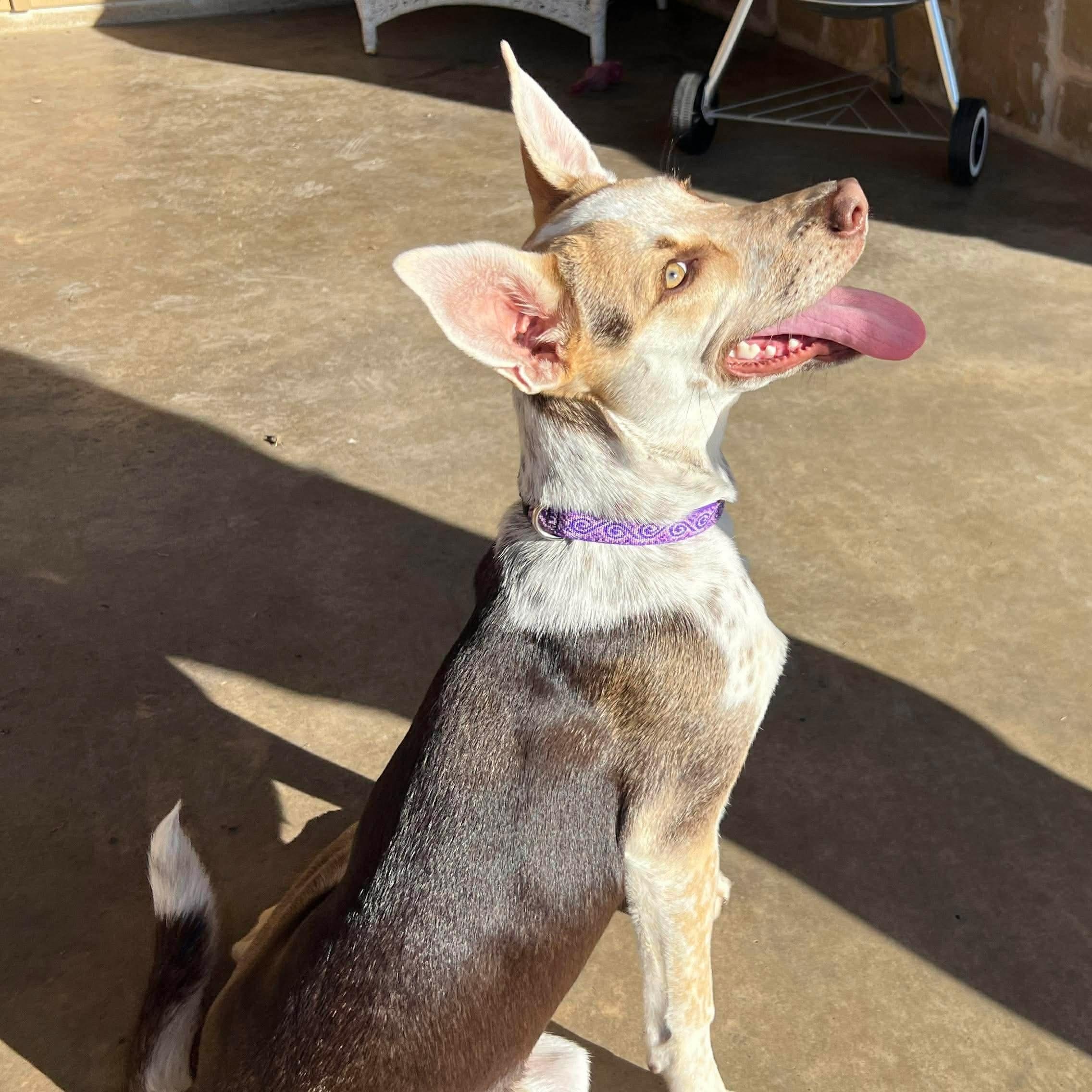 Bunny — thumbnail 6