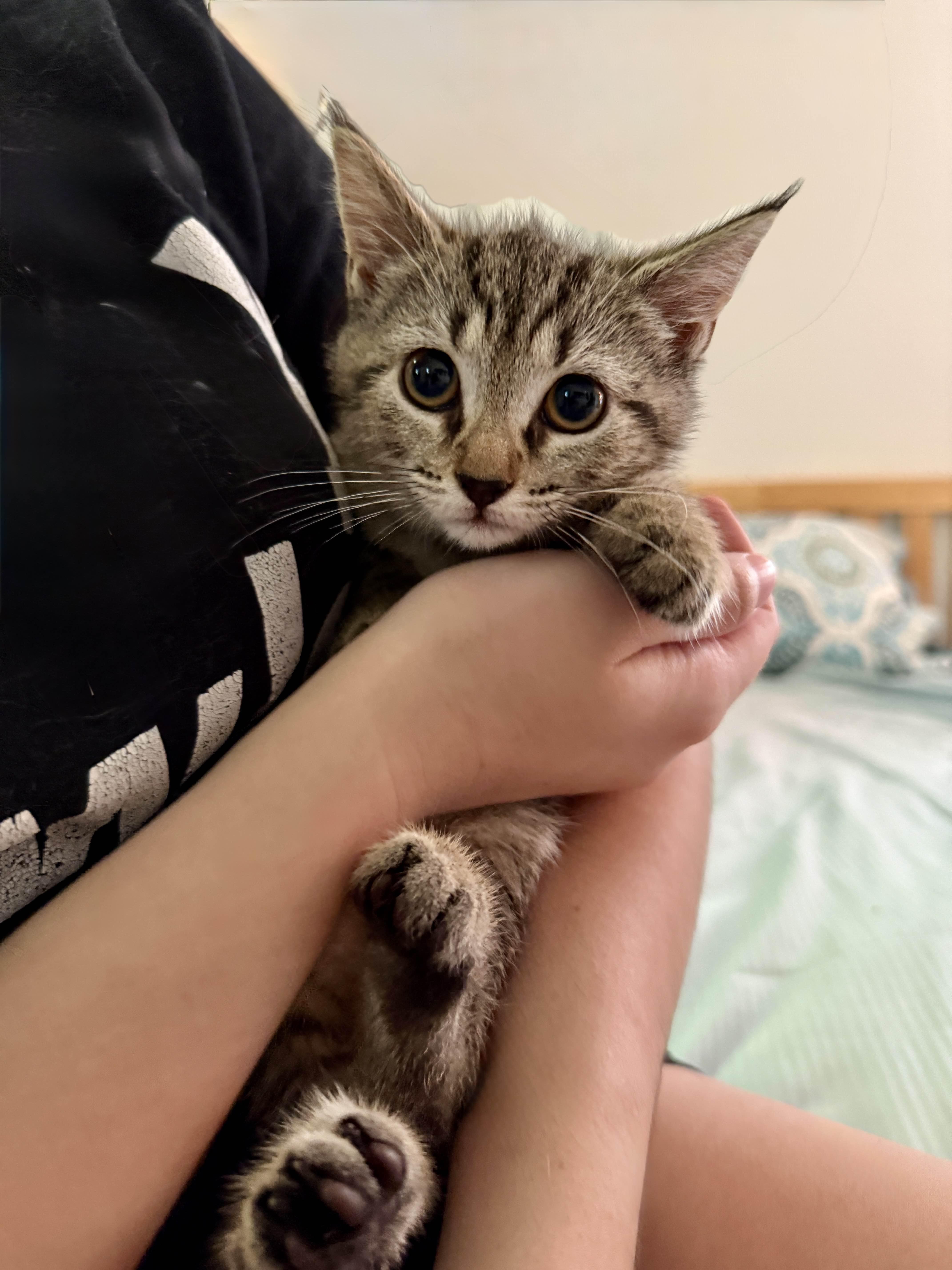 Enlarge Peanut, a Adoptable Domestic Short Hair in Monroe Township, NJ image 1/1