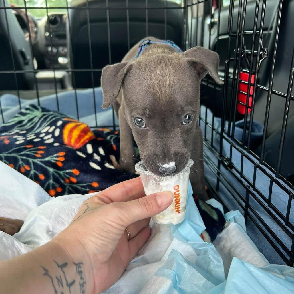 Olive Oyl, Adoptable, Puppy Female Mixed Breed.