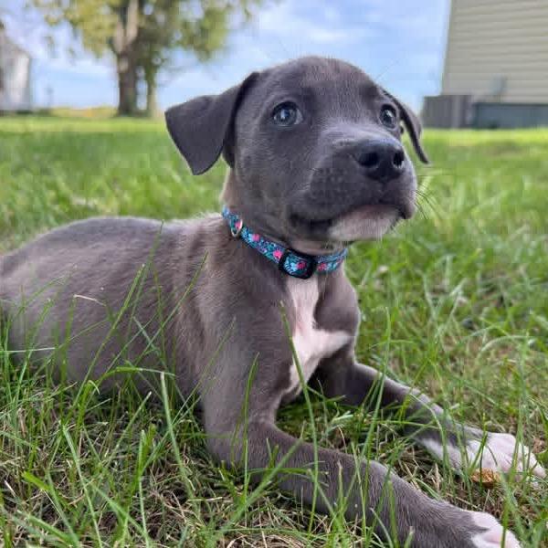 Enlarge Olive Oyl, a Adoptable Mixed Breed in Northville, MI image 3/3