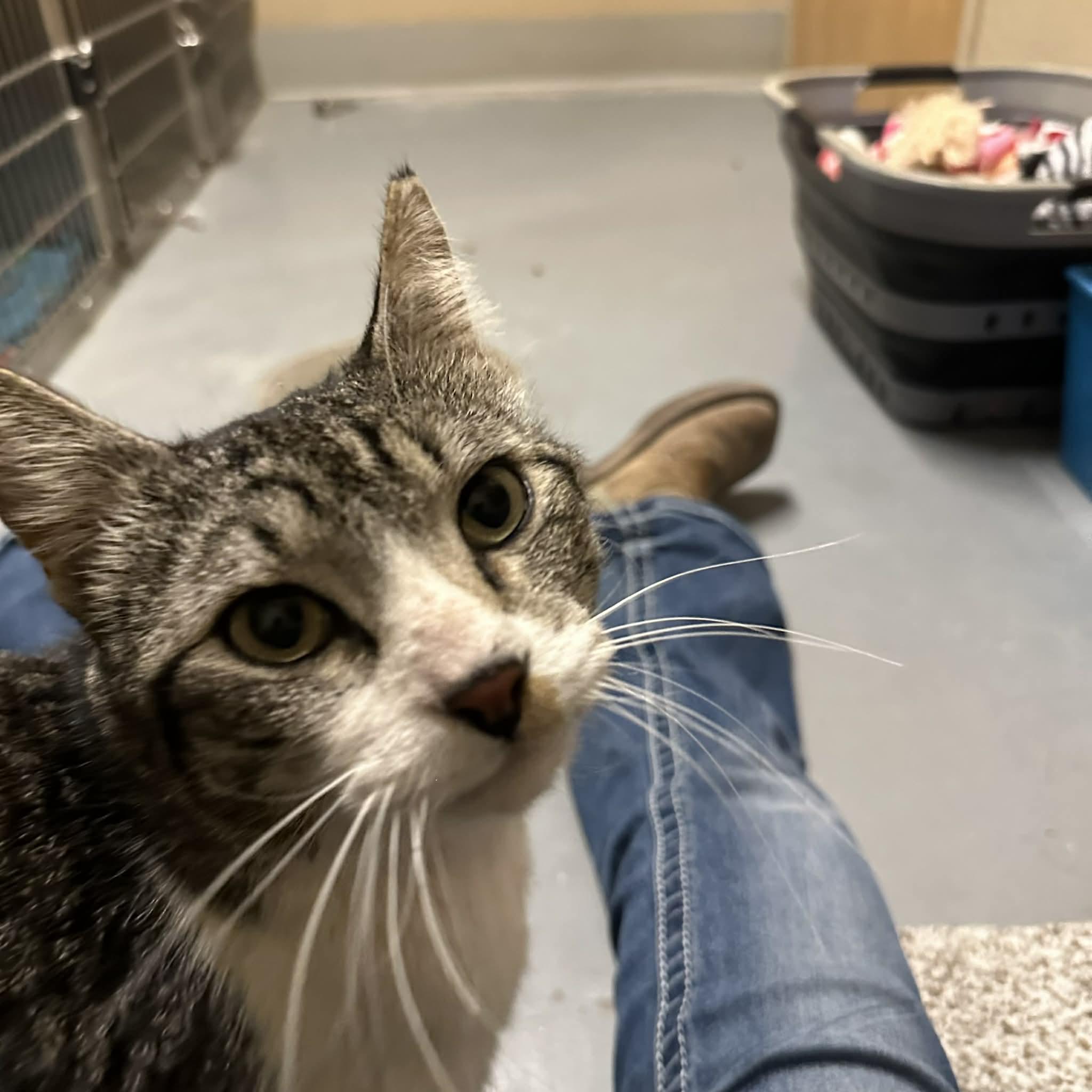 Enlarge Coonie, a ADOPTABLE Domestic Short Hair in Truth or Consequences , NM image 3/6