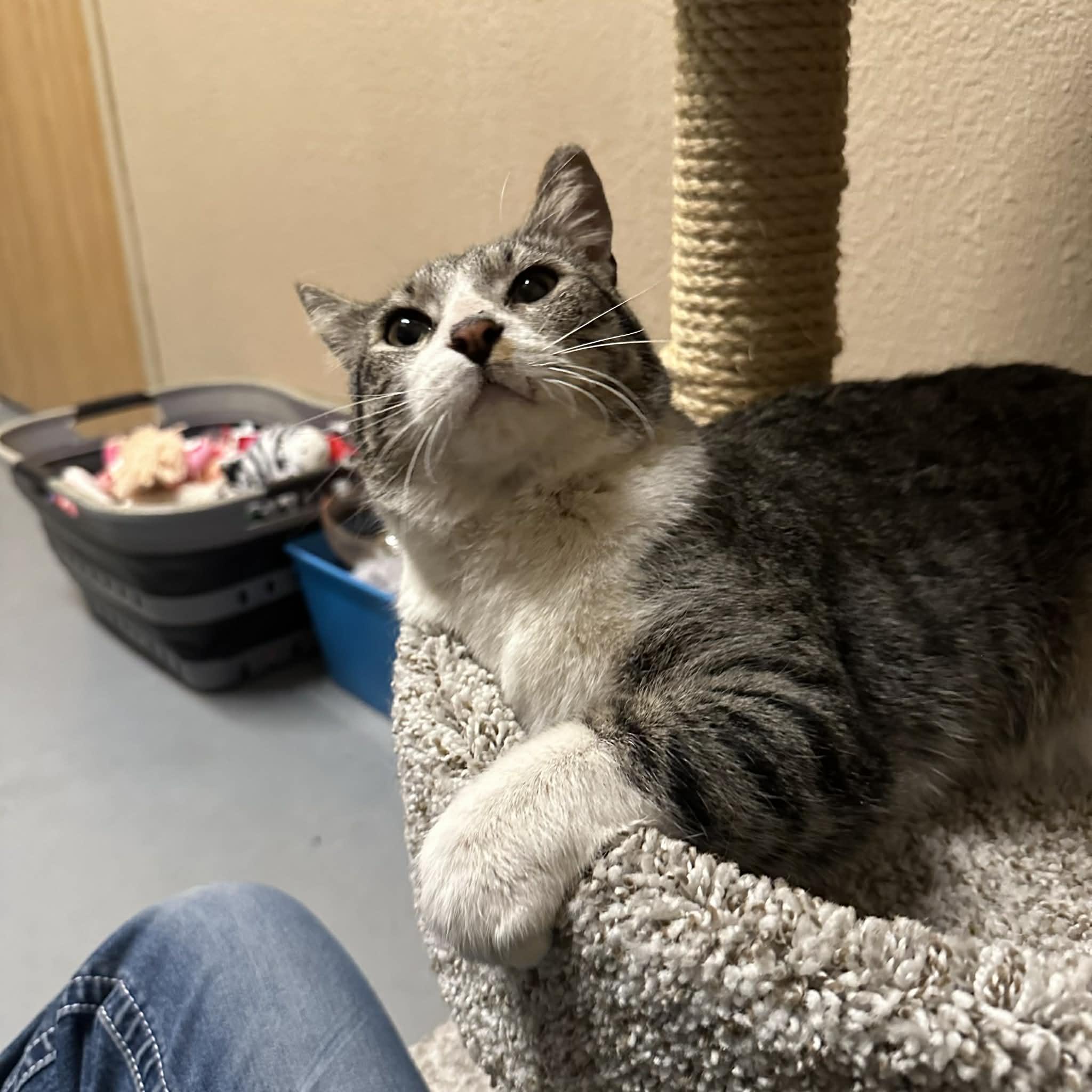 Enlarge Coonie, a ADOPTABLE Domestic Short Hair in Truth or Consequences , NM image 4/6