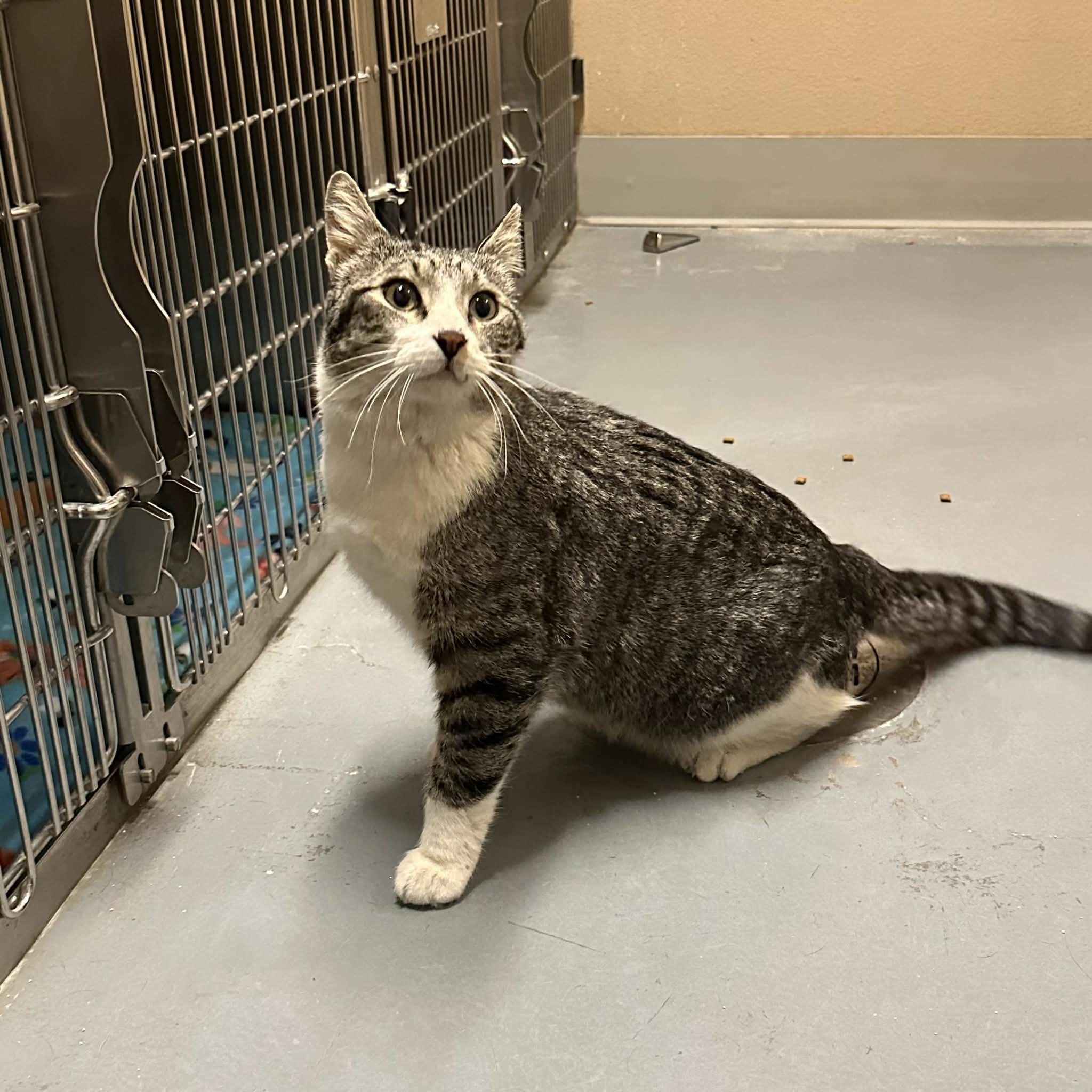 Enlarge Coonie, a ADOPTABLE Domestic Short Hair in Truth or Consequences , NM image 6/6