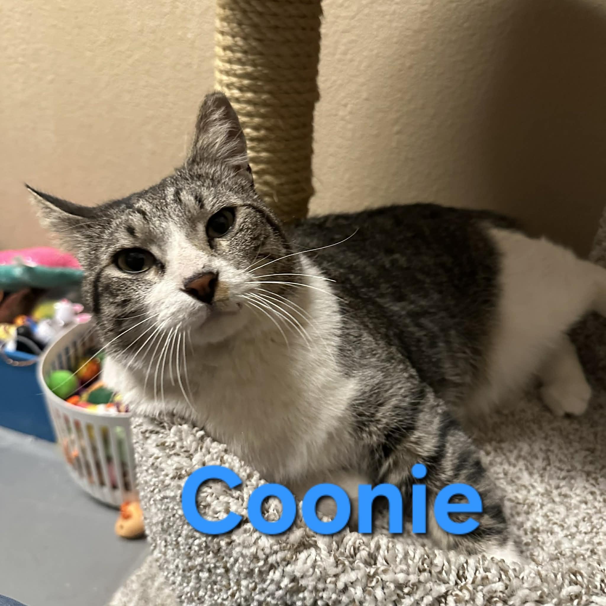 Coonie, ADOPTABLE, Adult Male Domestic Short Hair.