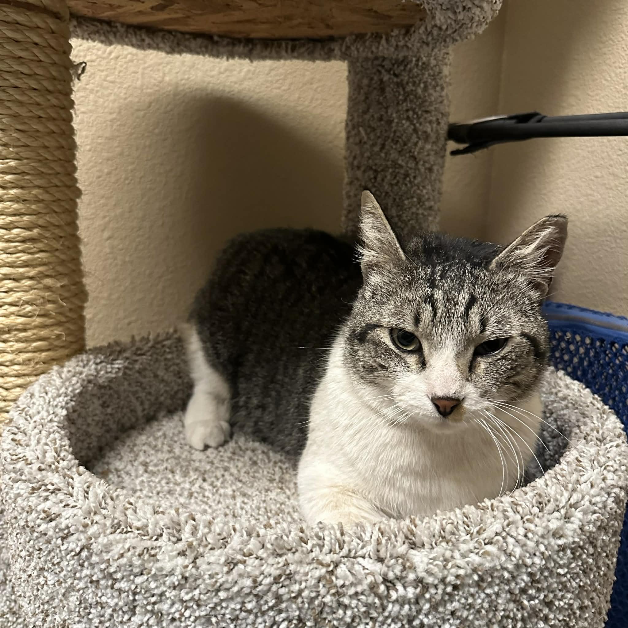 Enlarge Coonie, a ADOPTABLE Domestic Short Hair in Truth or Consequences , NM image 2/6