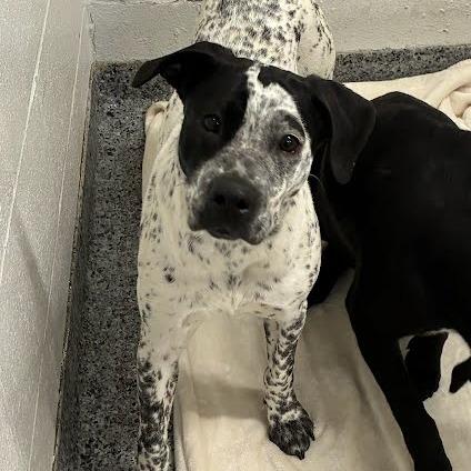 Dulcie, Adoptable, Young Female Mixed Breed.