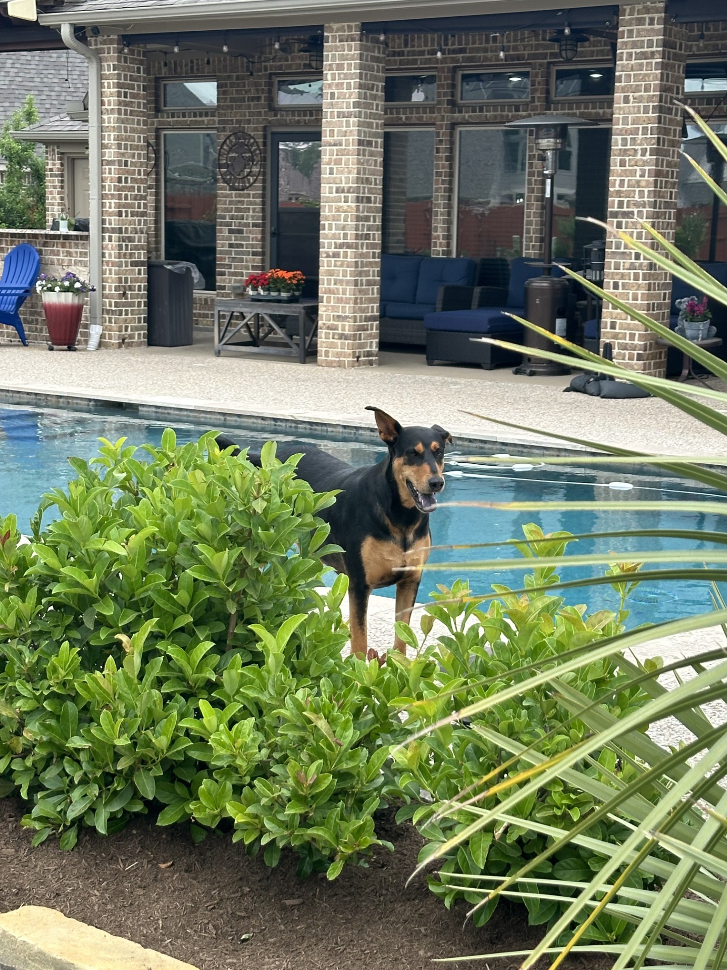 Ingrid, a Adoptable mixed breed in Houston, TX image 2/5