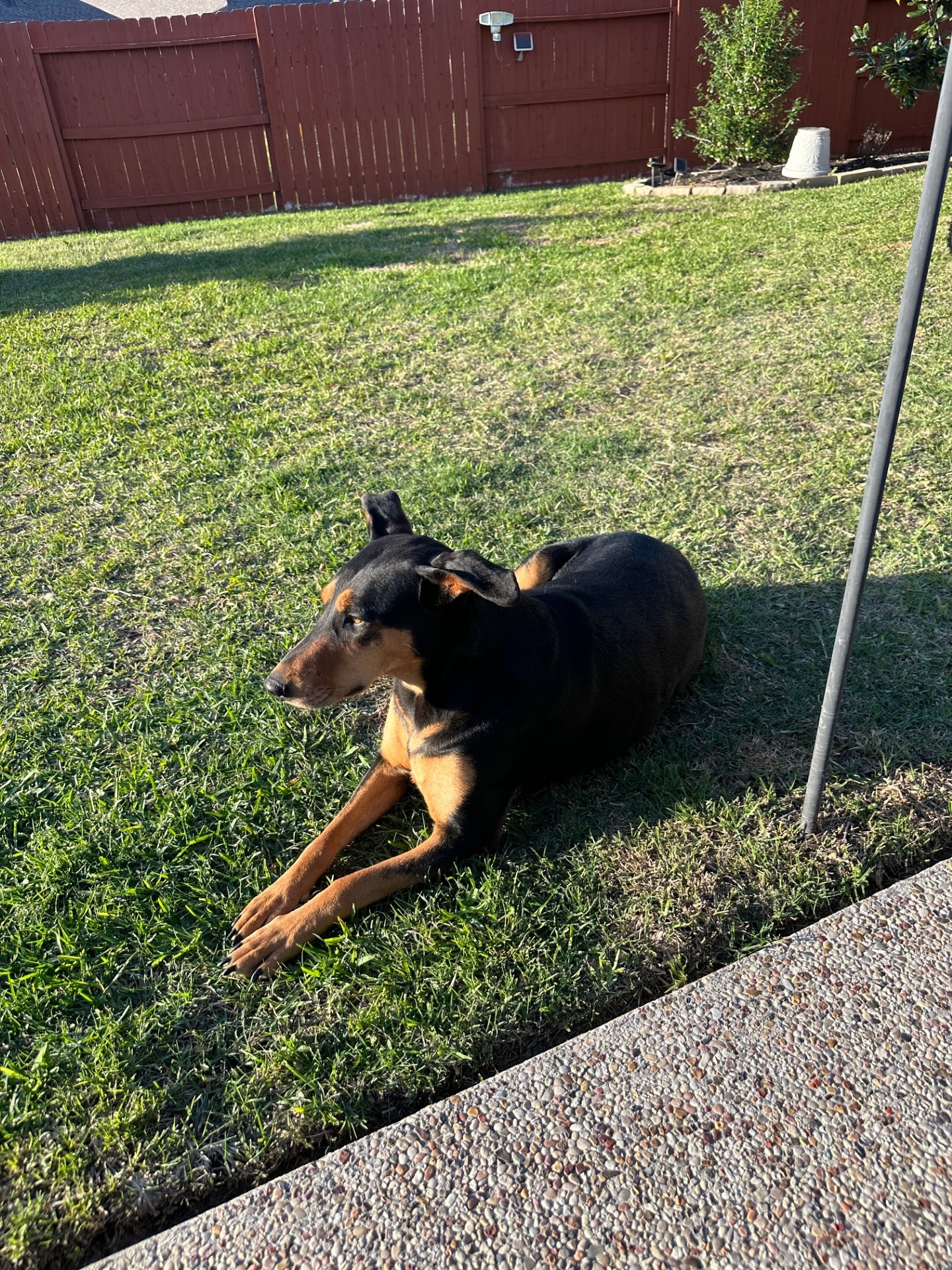 Ingrid, a Adoptable mixed breed in Houston, TX image 3/5