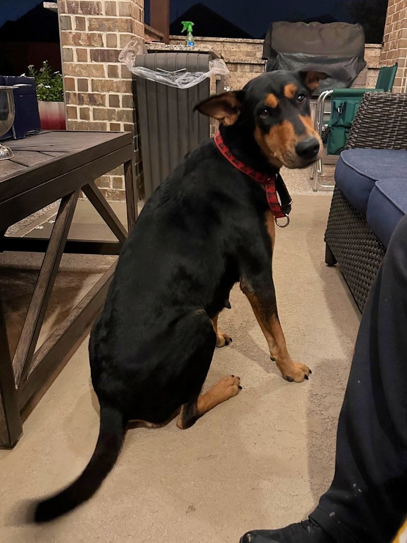 Ingrid, Adoptable, Adult Female Doberman Pinscher.