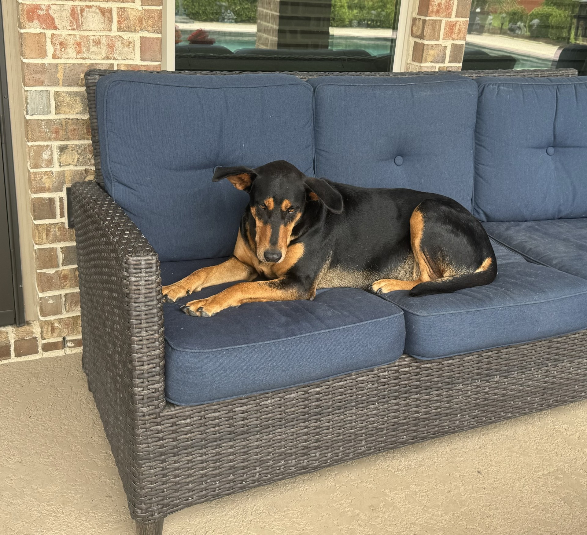 Ingrid, a Adoptable mixed breed in Houston, TX image 4/5