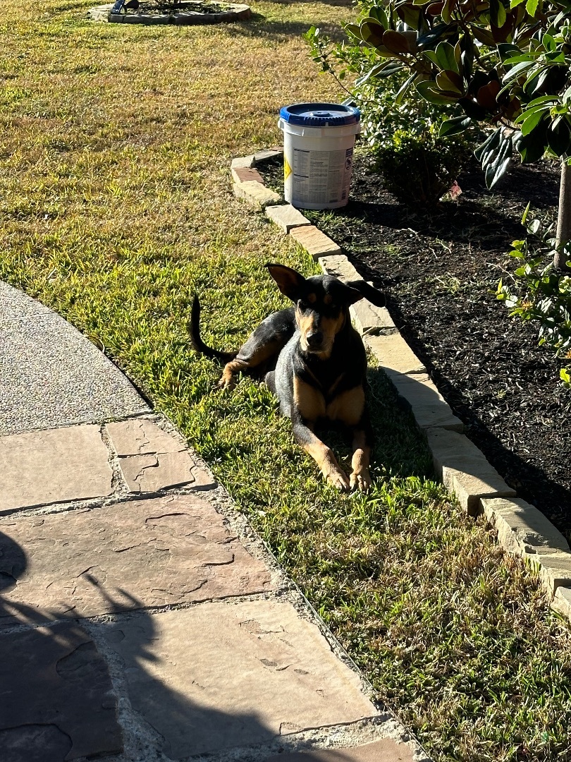 Ingrid, a Adoptable mixed breed in Houston, TX image 5/5