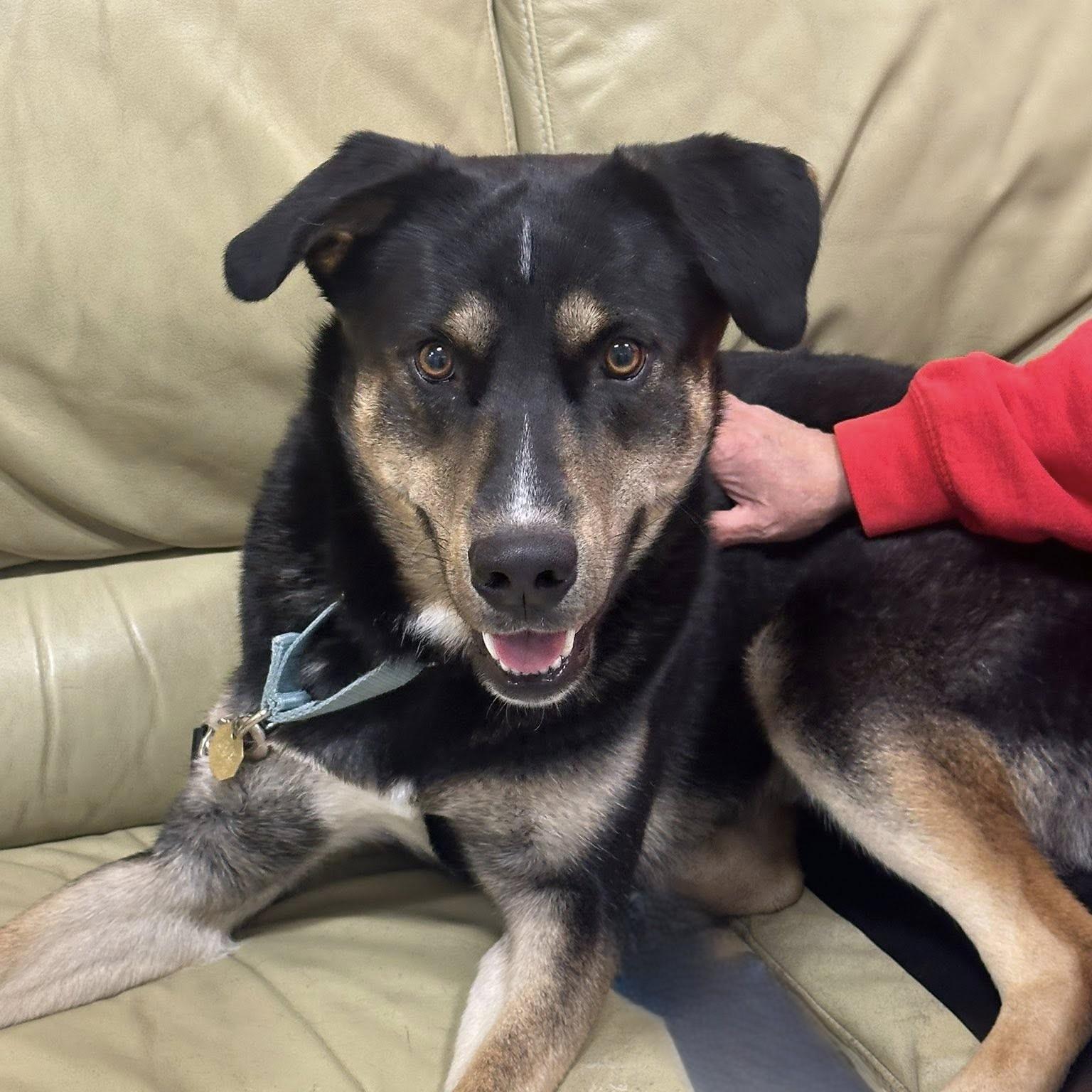 Rad , ADOPTABLE, Adult Male Shepherd.
