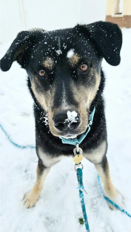 Rad , ADOPTABLE, Adult Male Shepherd.