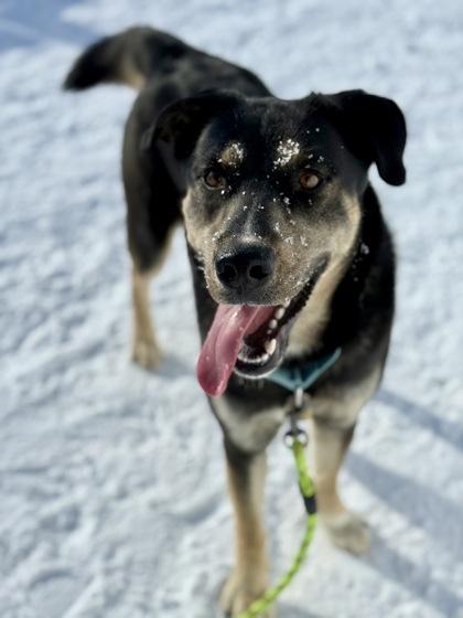 Rad , a ADOPTABLE mixed breed in Downers Grove, IL image 2/3