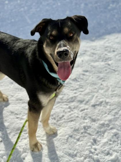 Rad , a ADOPTABLE mixed breed in Downers Grove, IL image 3/3