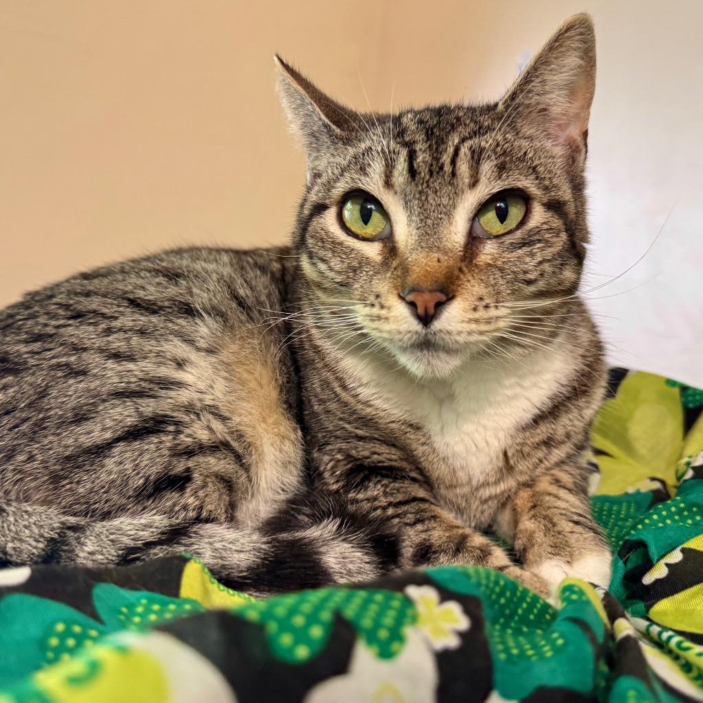 Lara, Adopted, Senior Female Domestic Short Hair.