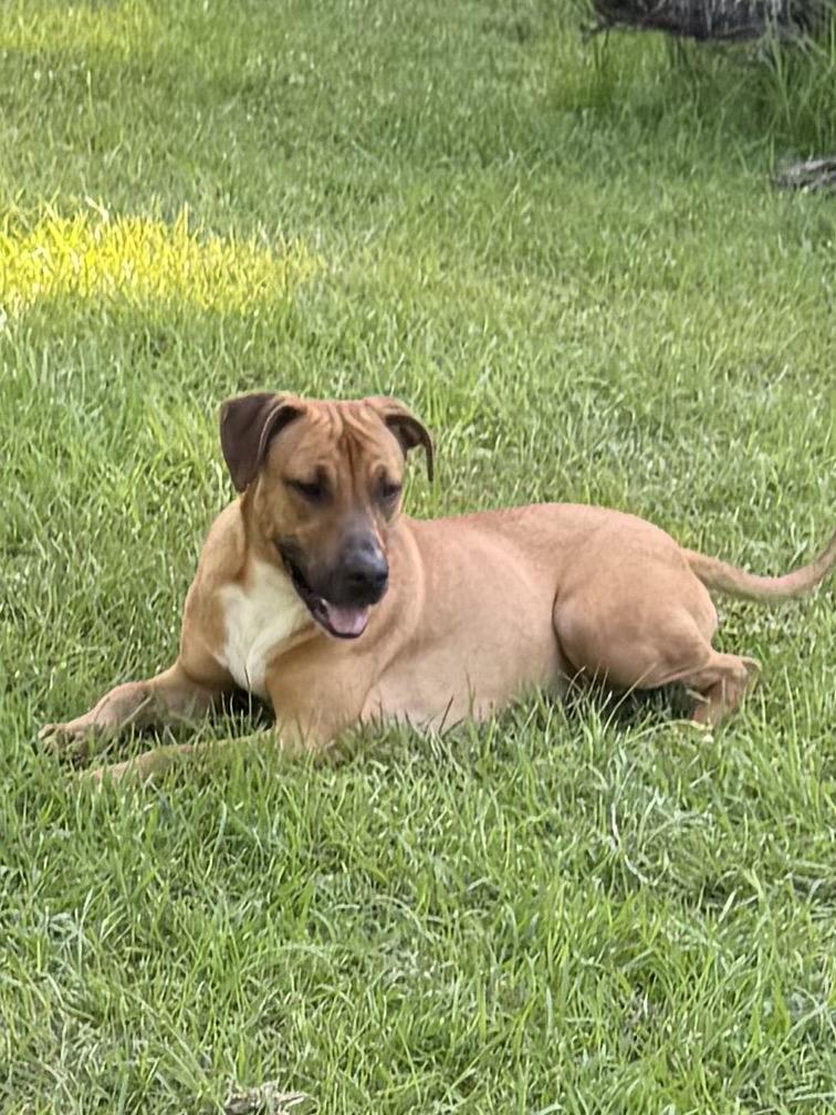 Chaco, a Adoptable mixed breed in Warwick, RI image 5/5