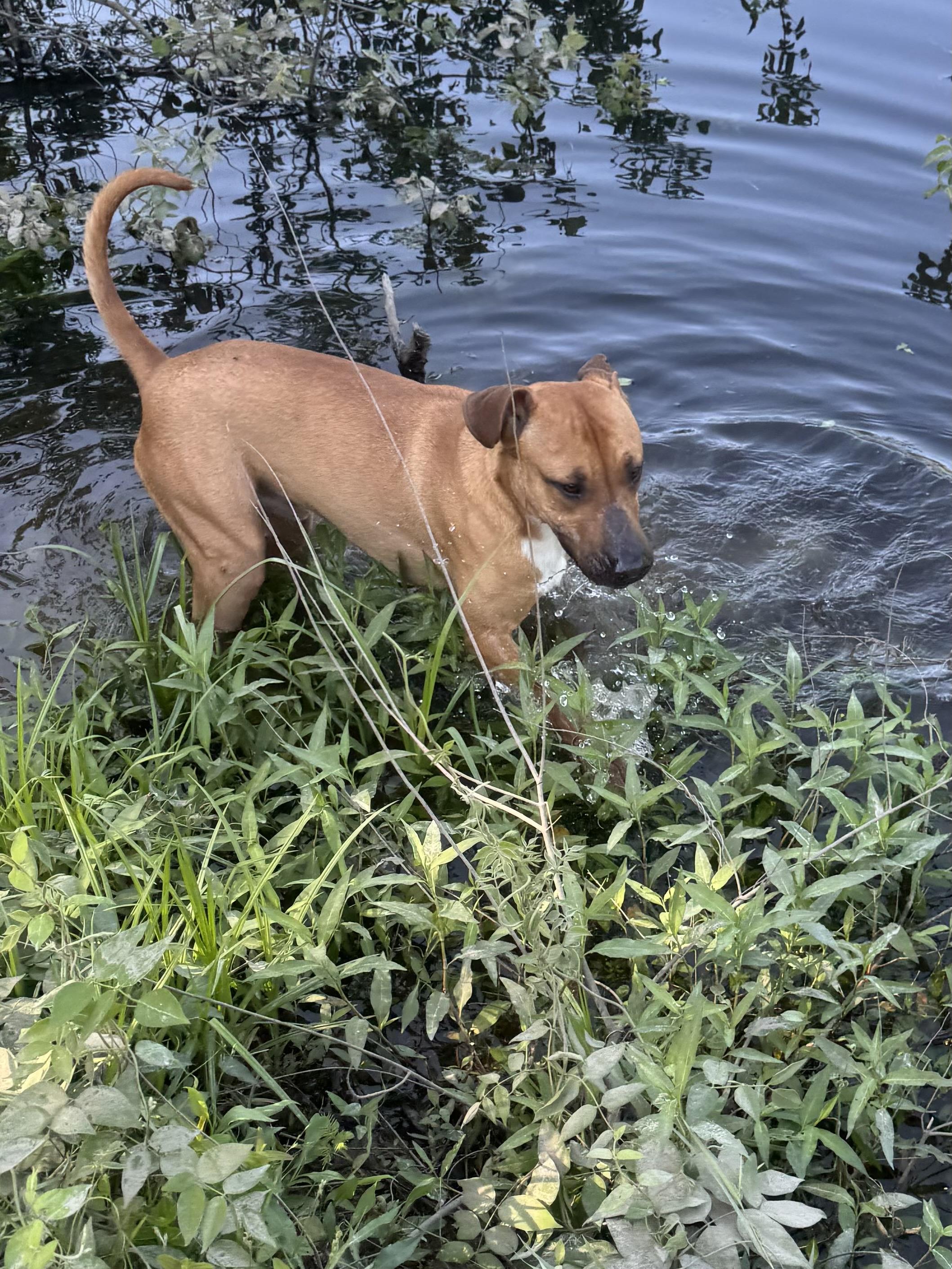 Chaco, a Adoptable mixed breed in Warwick, RI image 2/5