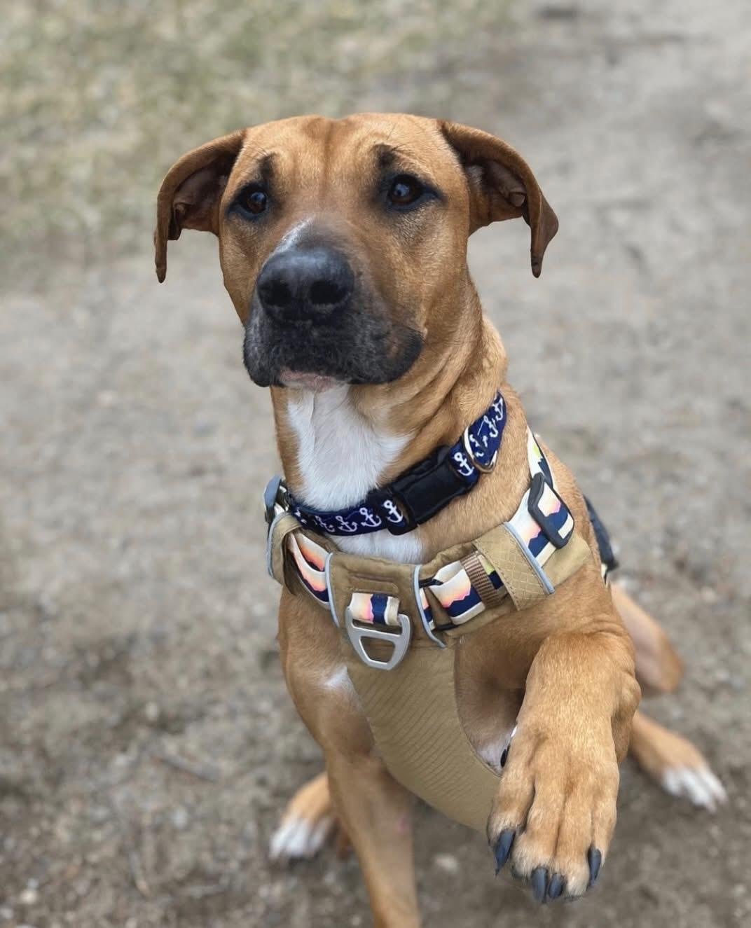 Chaco--Available in MA for meet & greet, Adoptable, Young Male Rhodesian Ridgeback.