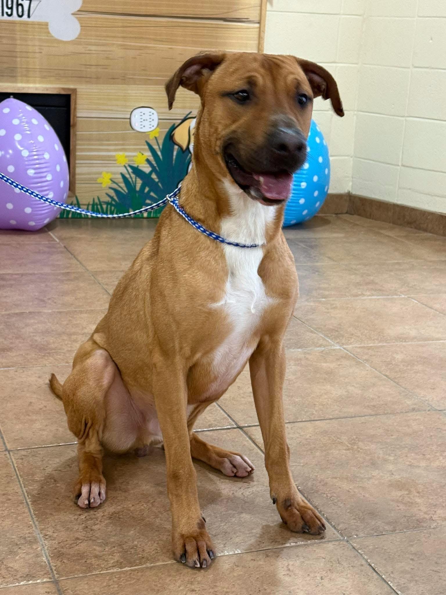 Chaco, Adoptable, Young Male Rhodesian Ridgeback.
