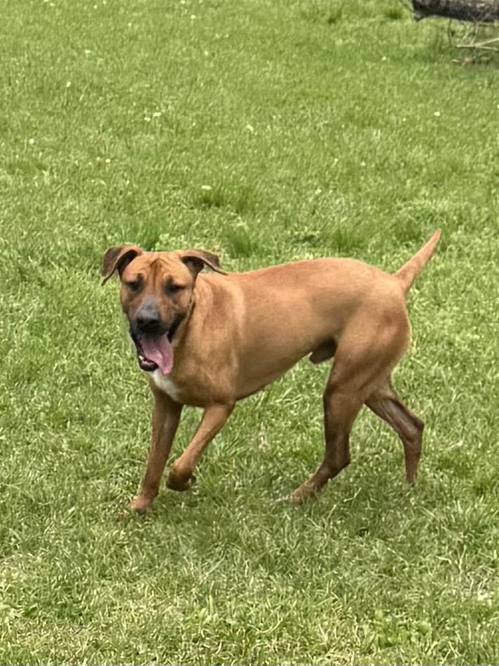 Chaco, a Adoptable mixed breed in Warwick, RI image 4/5