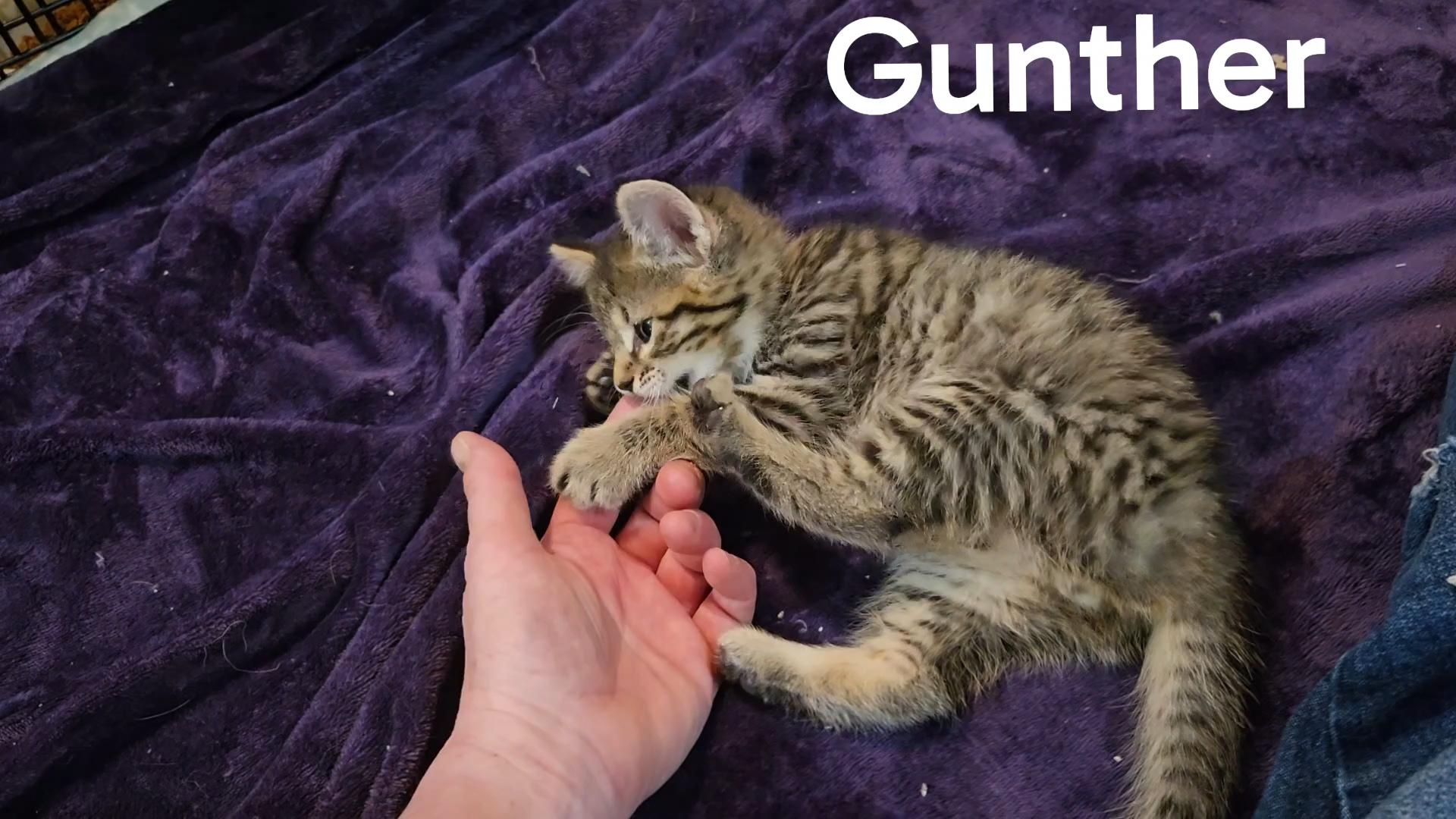 GUNTHER, a ADOPTABLE Domestic Short Hair in La Crescent, MN image 2/3
