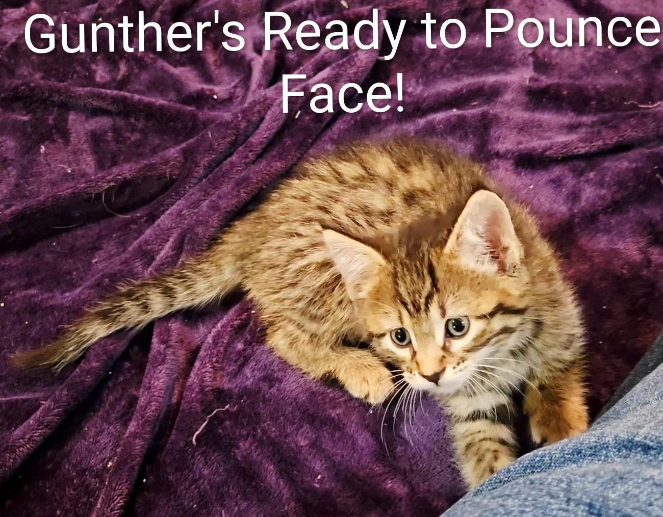 GUNTHER, ADOPTABLE, Kitten Male Domestic Short Hair.