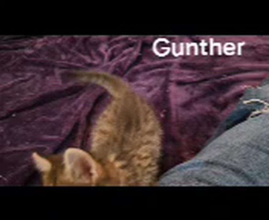 Enlarge GUNTHER, a ADOPTABLE Domestic Short Hair in La Crescent, MN video 3/3