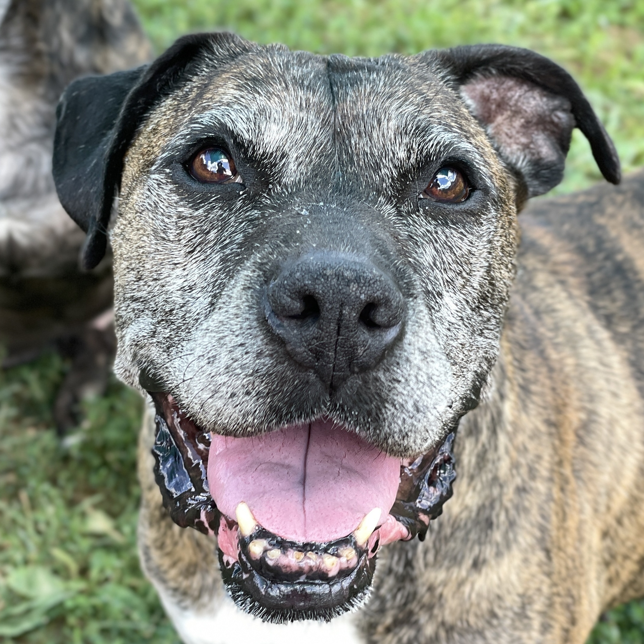 Dog for adoption Millie, a Boxer in Charles Town, WV Petfinder