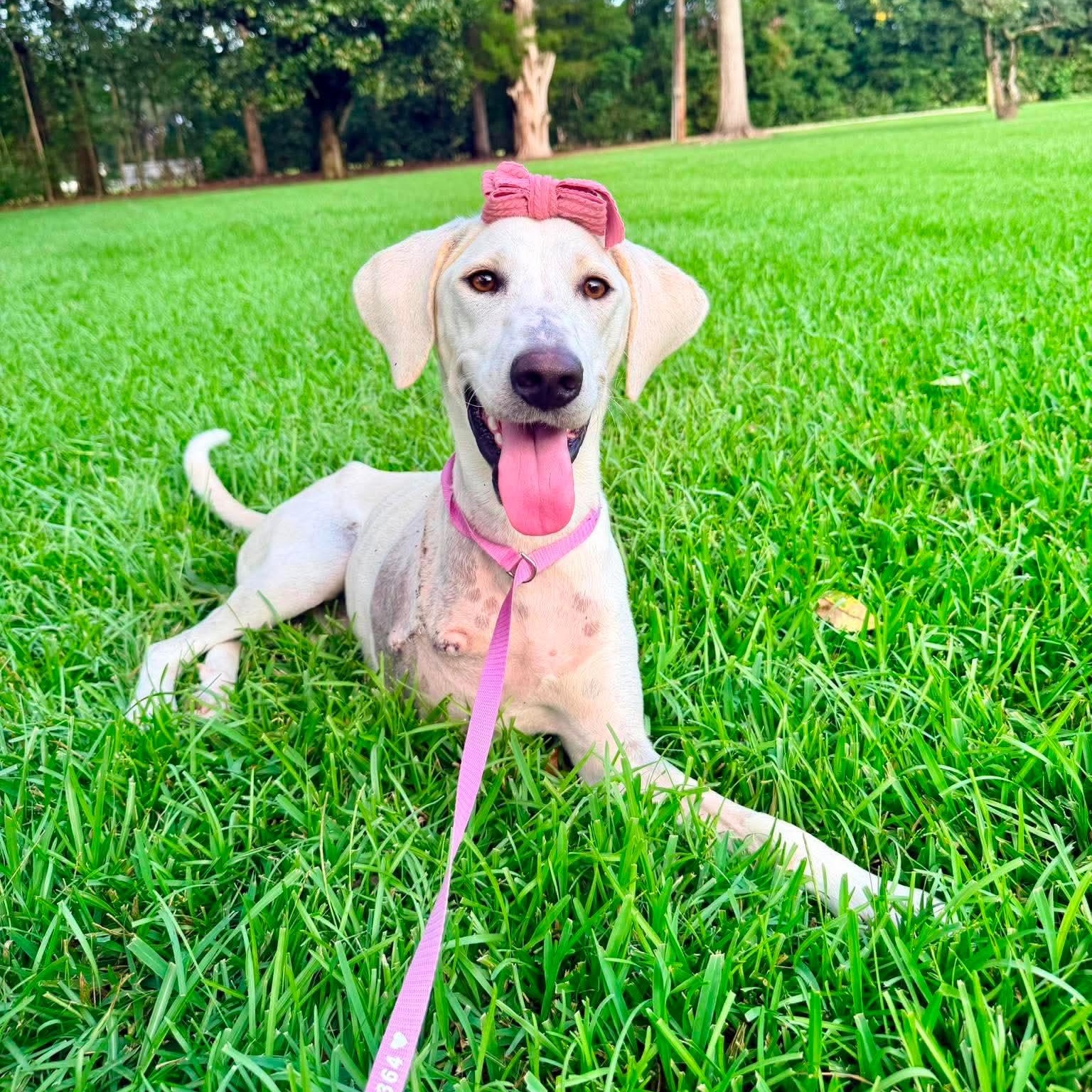 Enlarge Lily, a Adoptable mixed breed in Jackson, MI image 2/6
