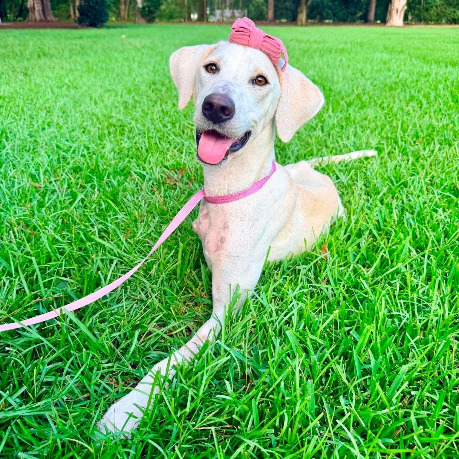 Lily, Adoptable, Young Female Hound.