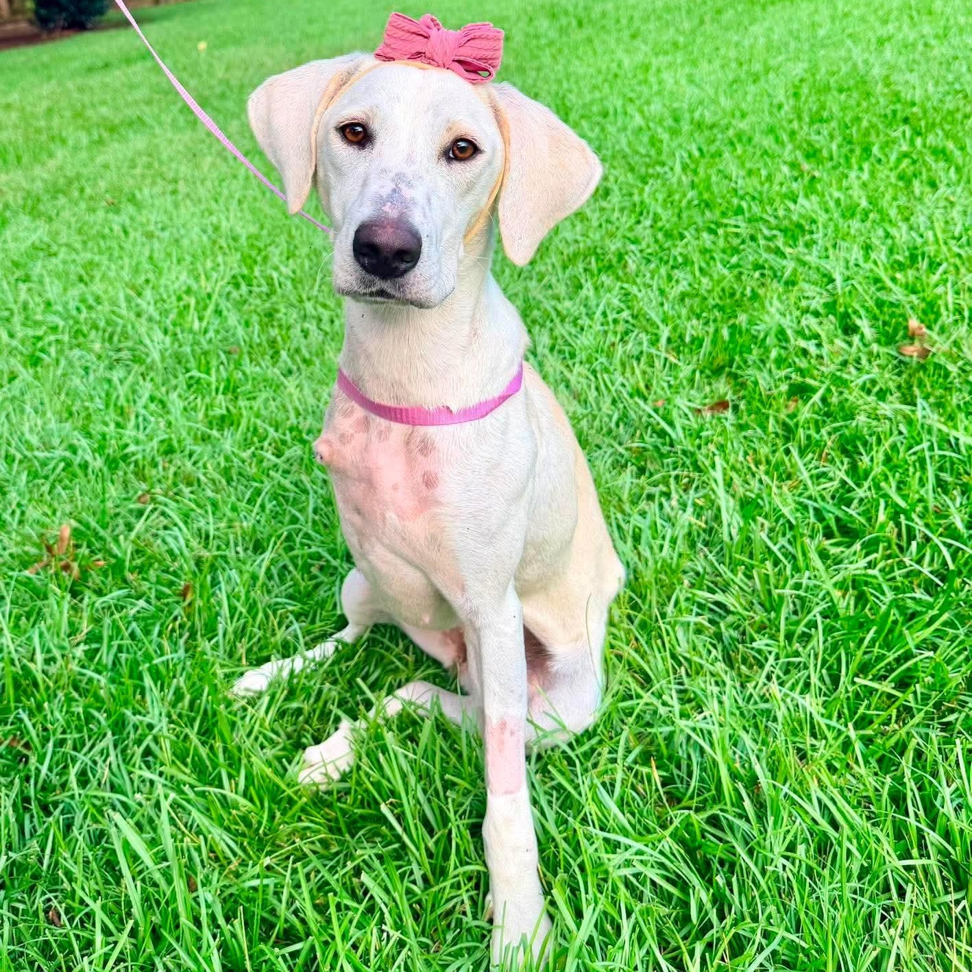 Enlarge Lily, a Adoptable mixed breed in Jackson, MI image 6/6