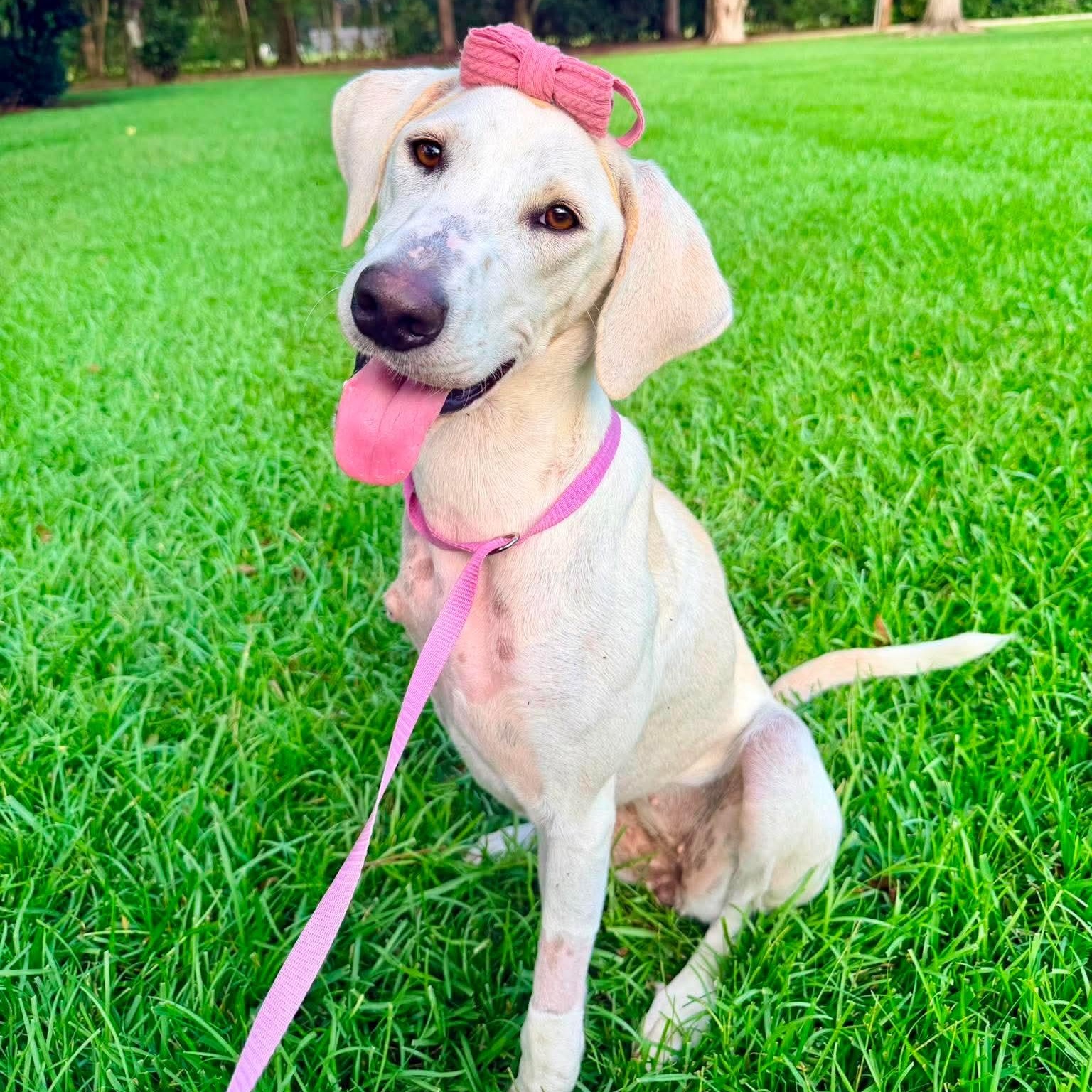 Enlarge Lily, a Adoptable mixed breed in Jackson, MI image 5/6