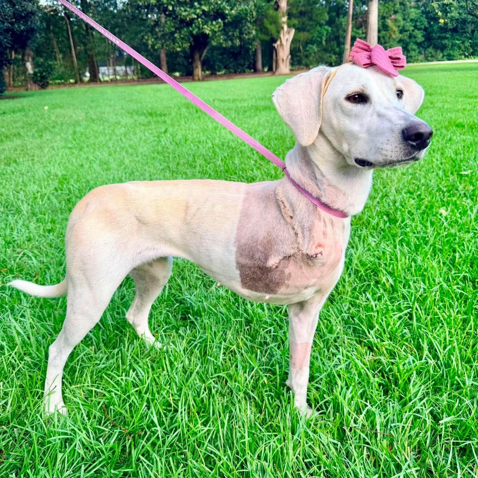 Enlarge Lily, a Adoptable mixed breed in Jackson, MI image 3/6