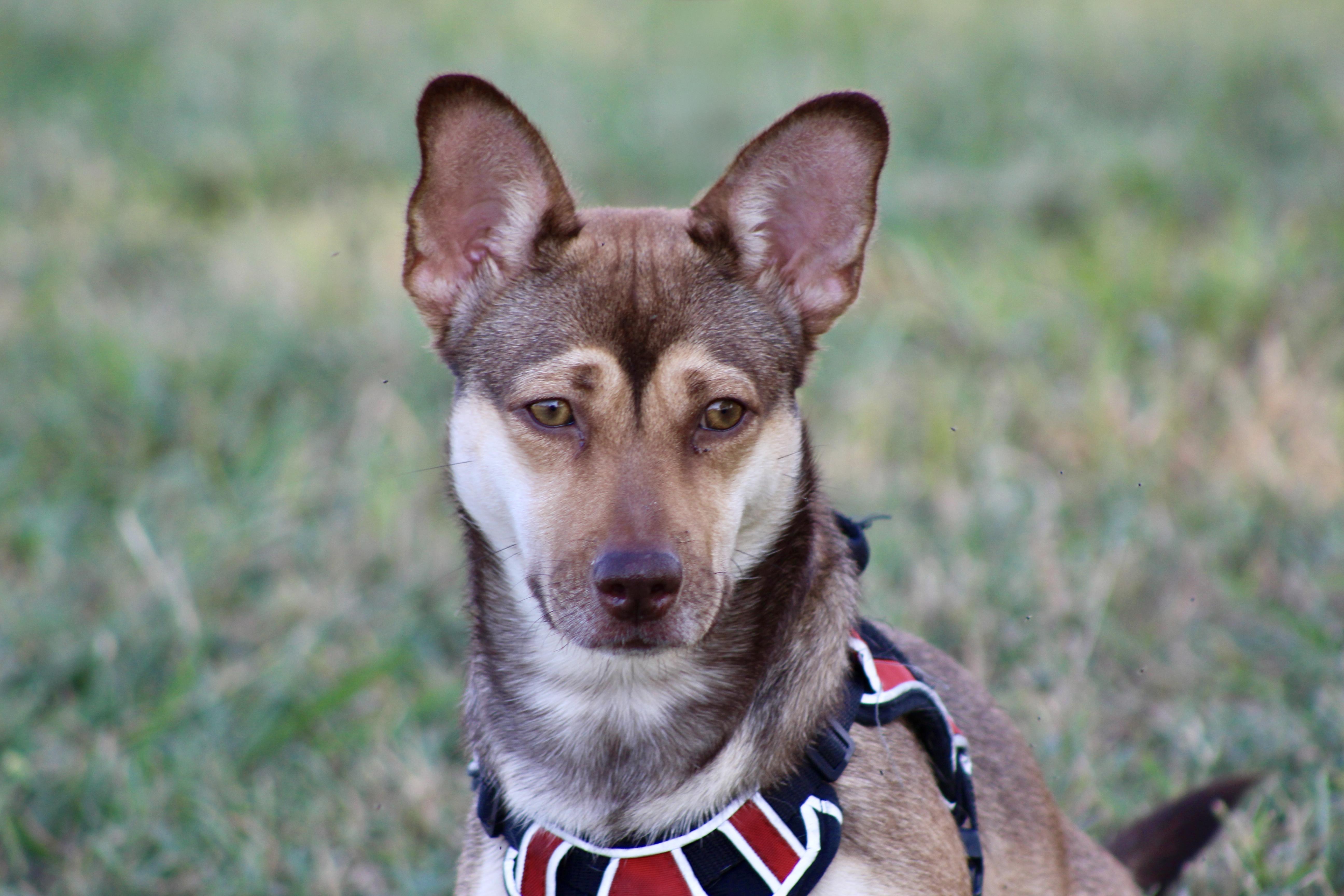Korie, a Adoptable mixed breed in Keller, TX image 1/2