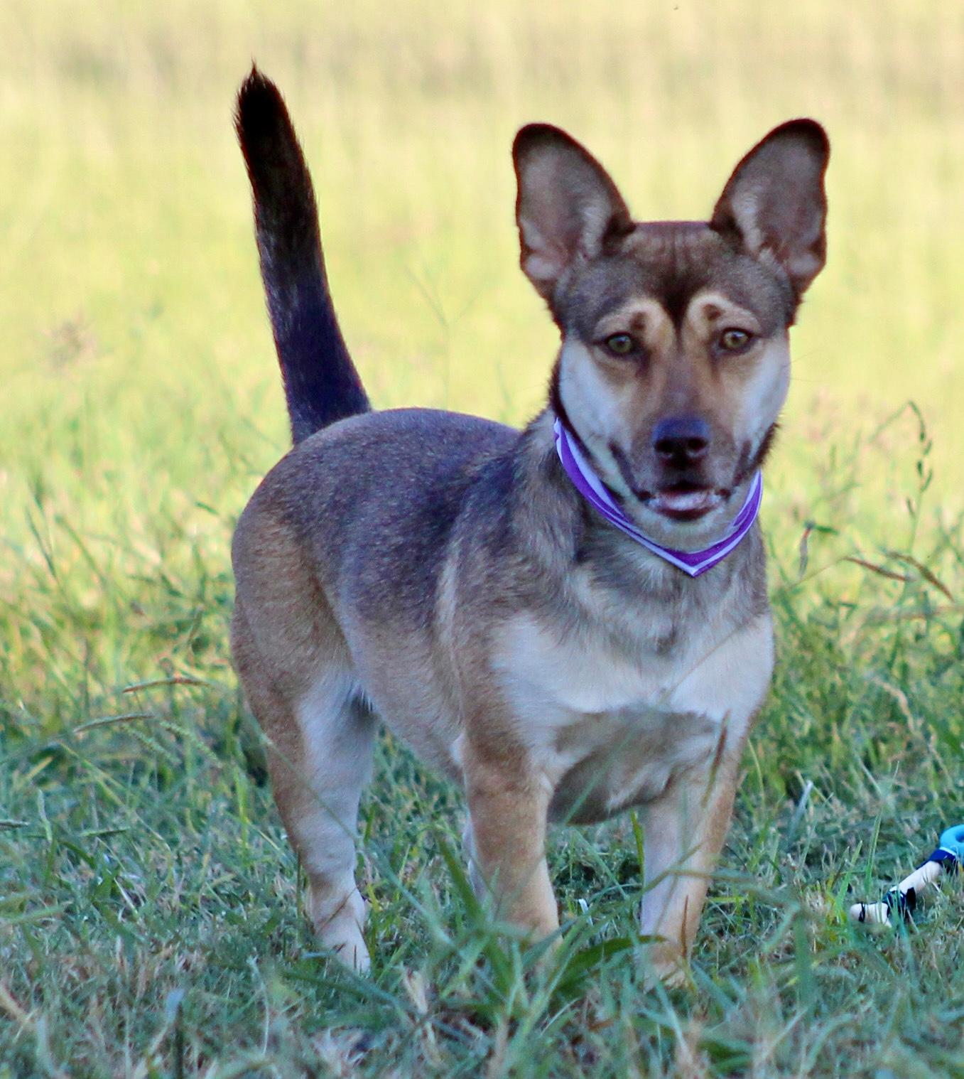 Korie, a Adoptable mixed breed in Keller, TX image 2/2