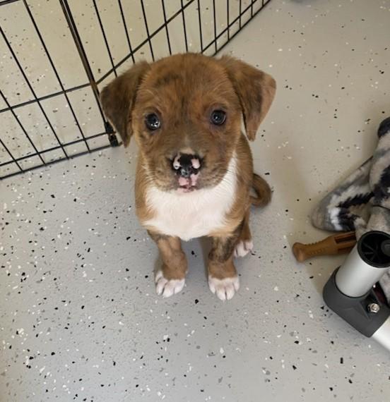 Hattie, Adoptable, Puppy Female Mixed Breed.