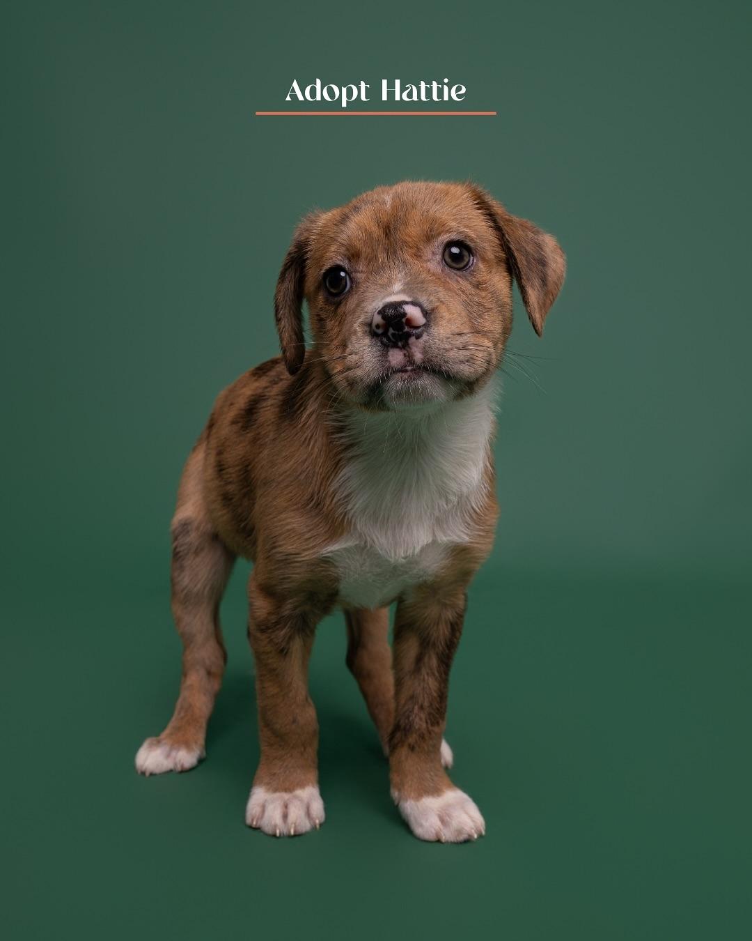 Hattie, a Adoptable Mixed Breed in Burgaw, NC image 1/2