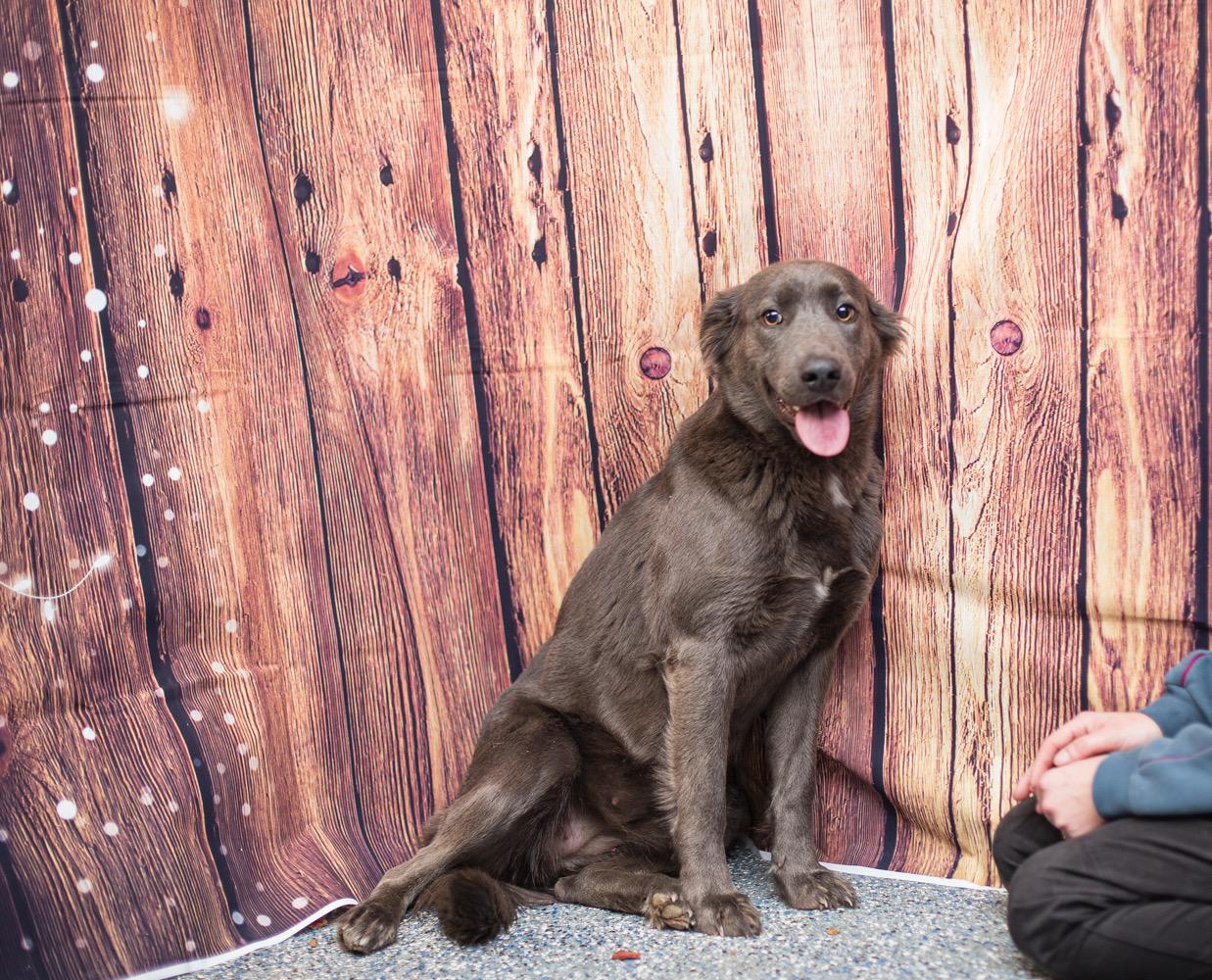 Enlarge Slade, a ADOPTABLE mixed breed in Elizabethtown, NC image 2/2