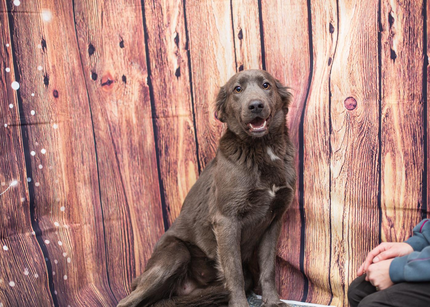 Enlarge Slade, a ADOPTABLE mixed breed in Elizabethtown, NC image 1/2