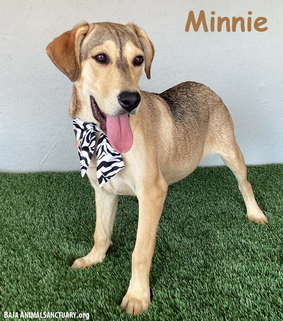Enlarge Minnie, an adoptable mixed breed in San Diego, CA image 1/3