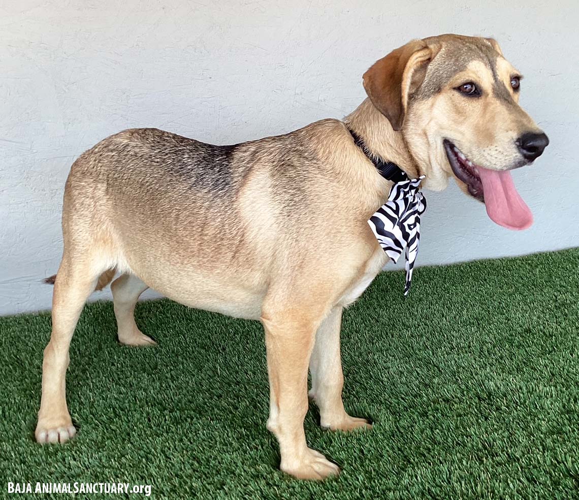 Enlarge Minnie, an adoptable mixed breed in San Diego, CA image 2/3