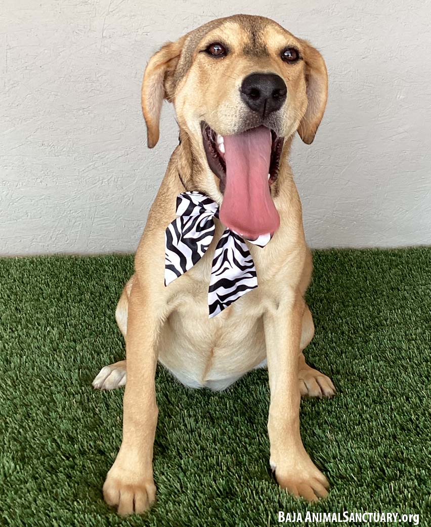 Enlarge Minnie, an adoptable mixed breed in San Diego, CA image 3/3