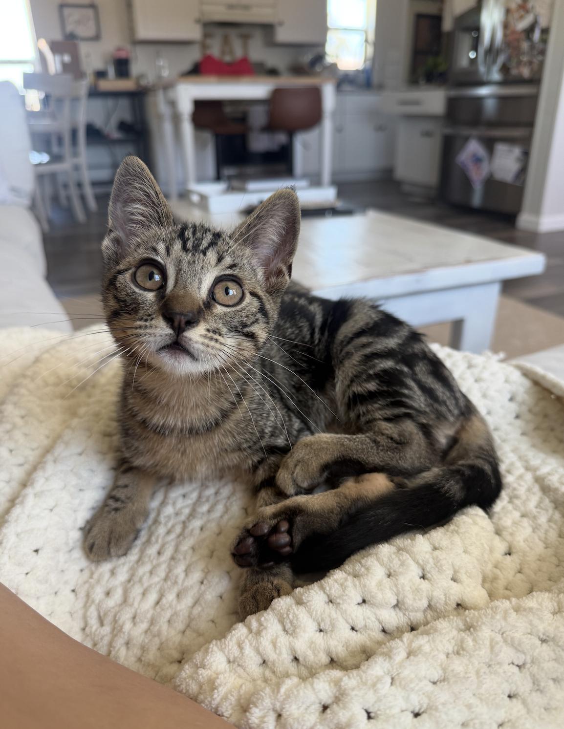 Enlarge Kazoo, an adoptable Domestic Short Hair in San Luis Obispo, CA image 2/3