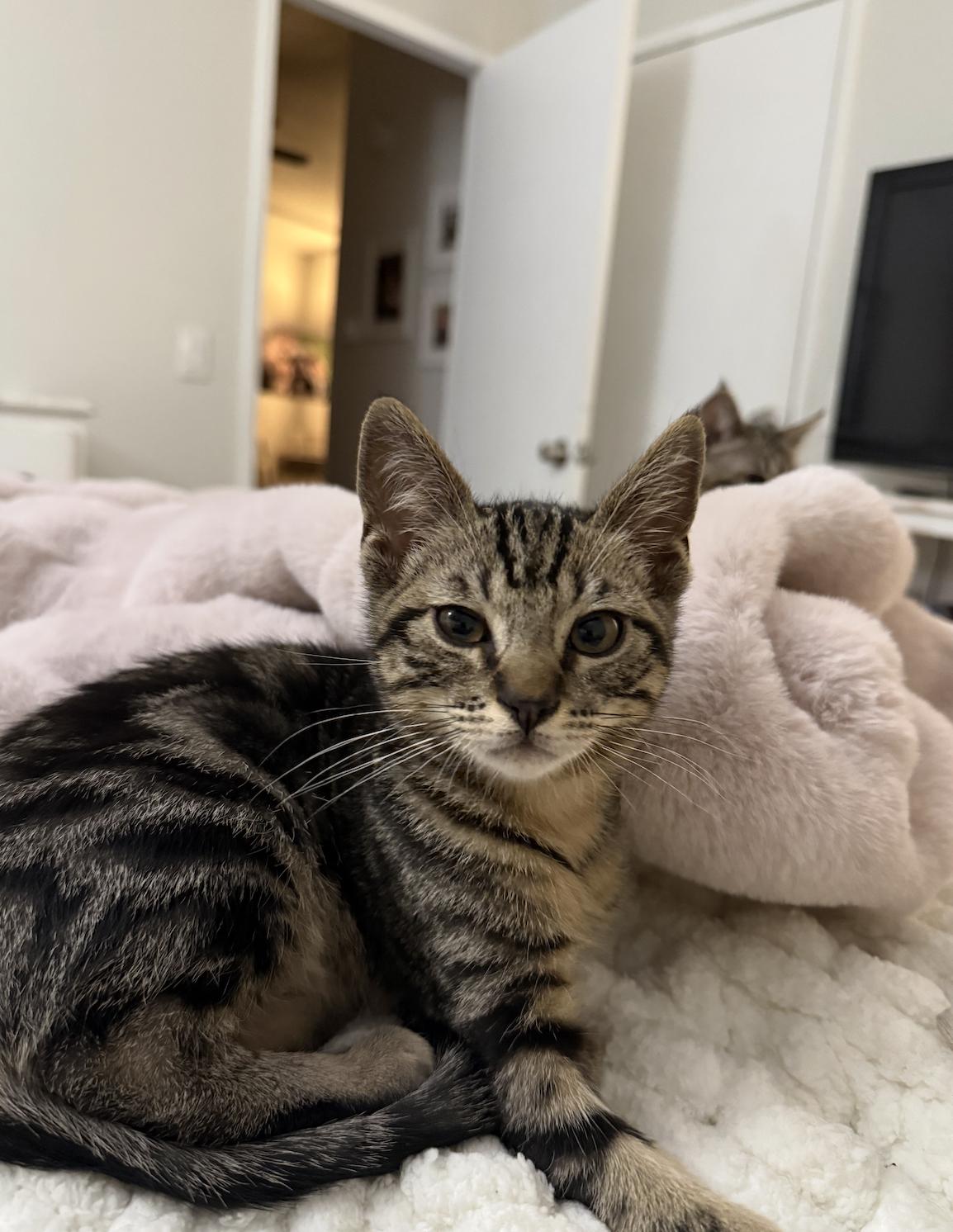 Kazoo, adoptable, Kitten Male Domestic Short Hair.