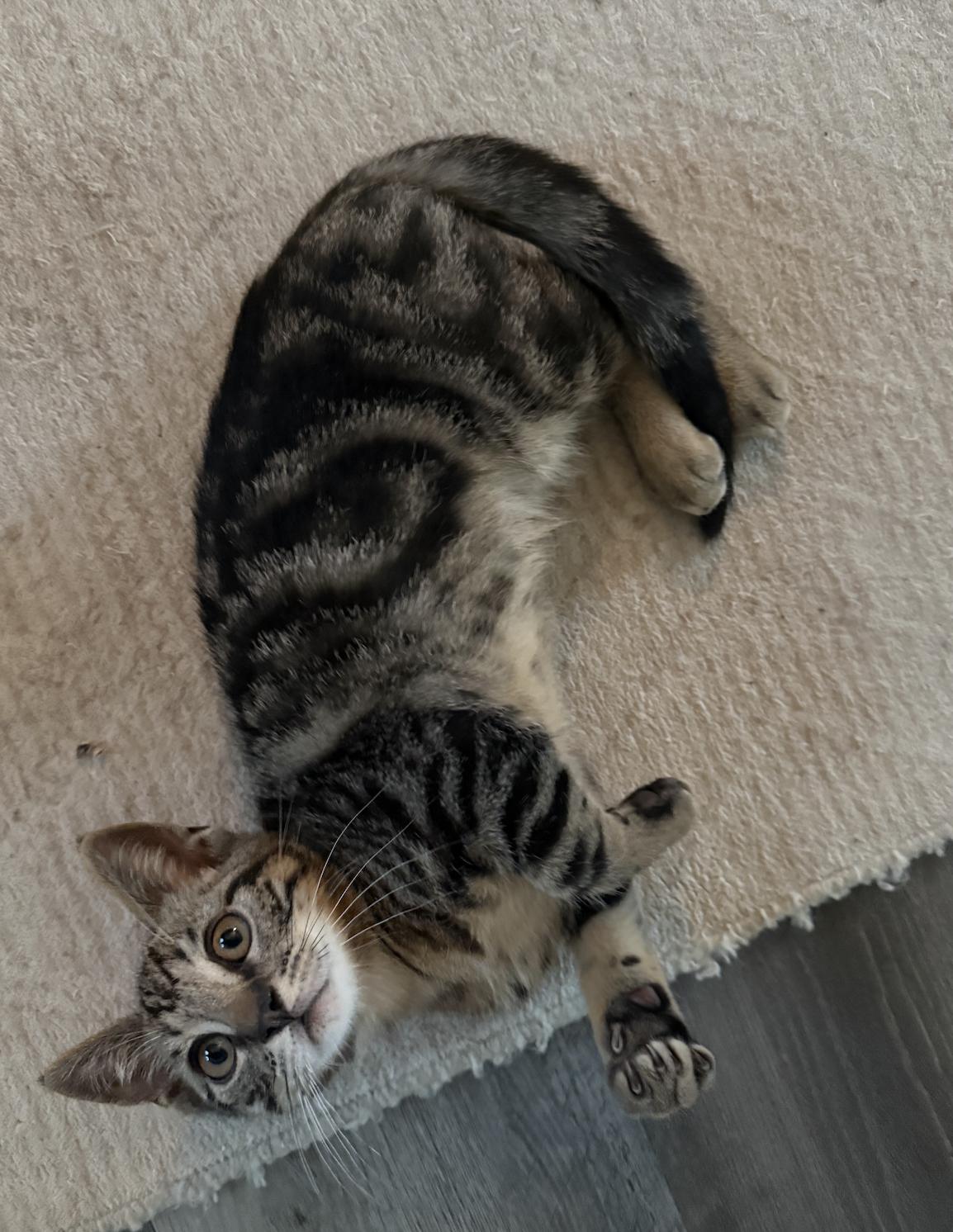 Enlarge Kazoo, an adoptable Domestic Short Hair in San Luis Obispo, CA image 3/3